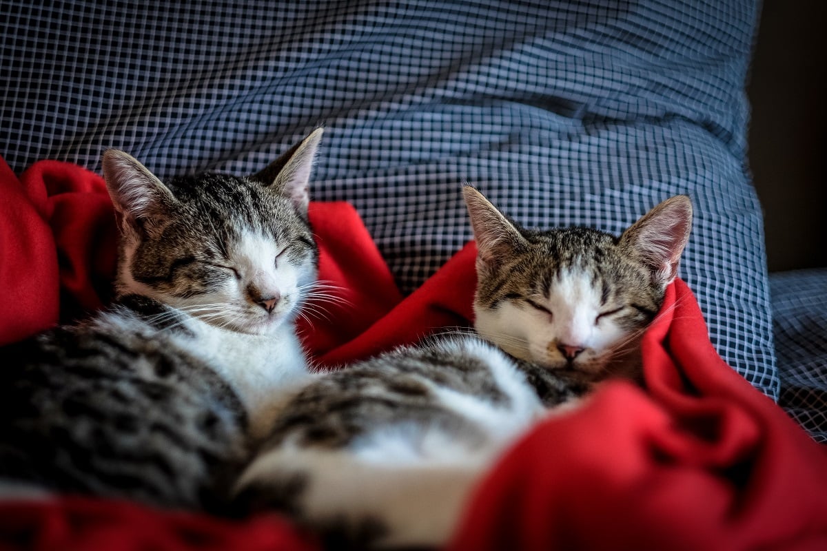 dois filhotes de gatos deitados em cobertor vermelho