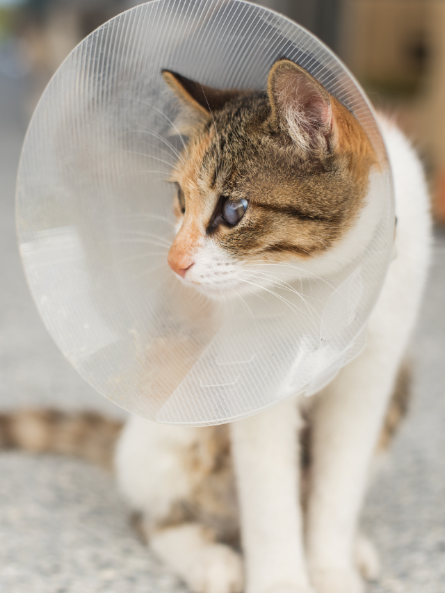 Castração de gato: cuidados necessários